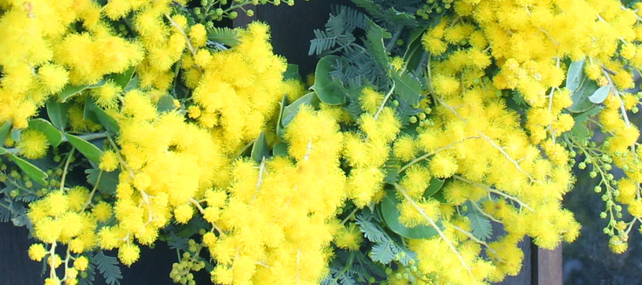 SIRY ウェブショップ ミモザのリース